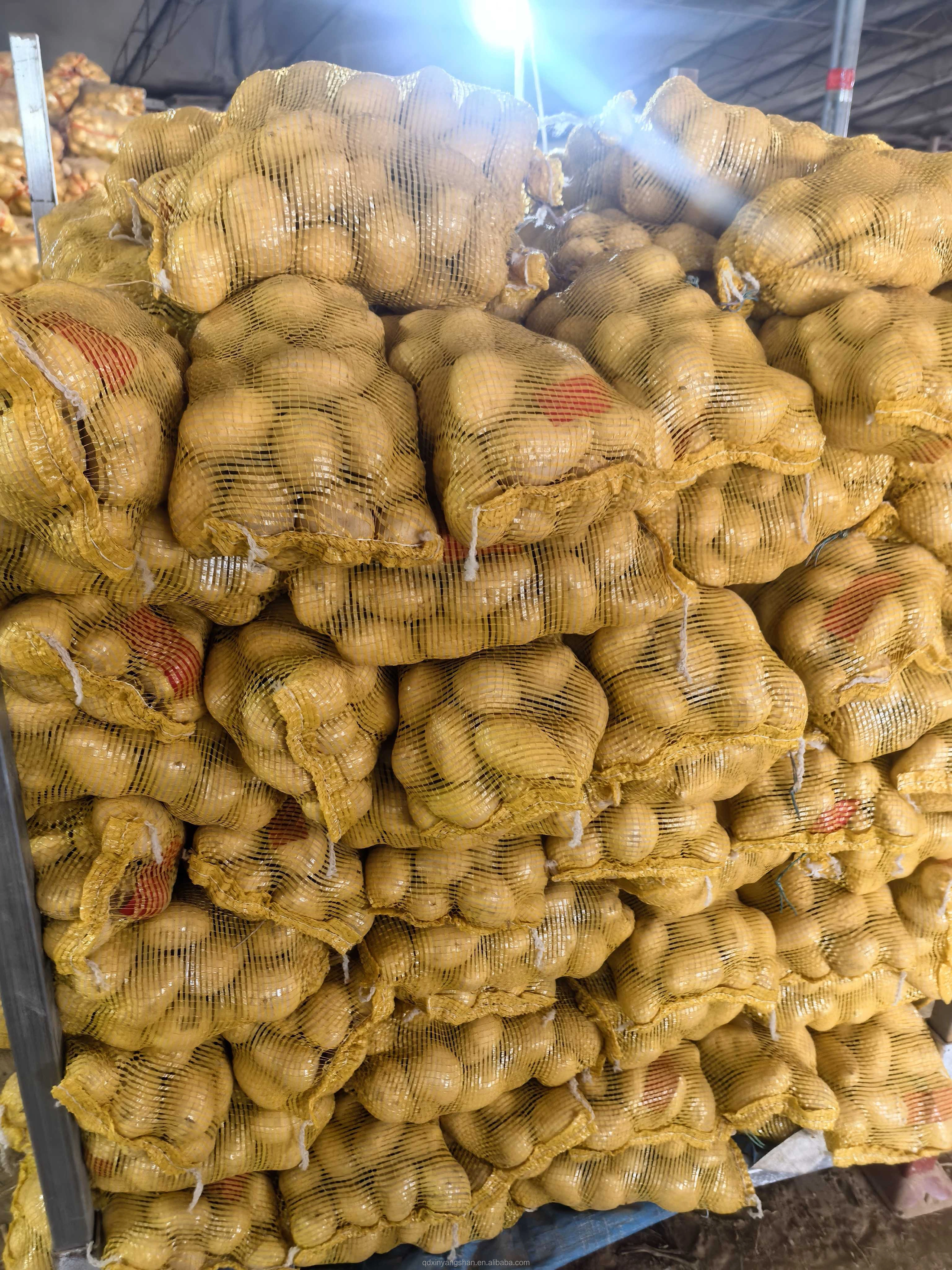 البطاطس