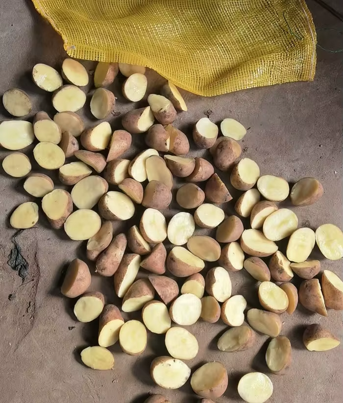 البطاطس