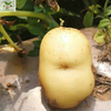 بذور البطاطس الهولندية (بذور البطاطس سيسن)