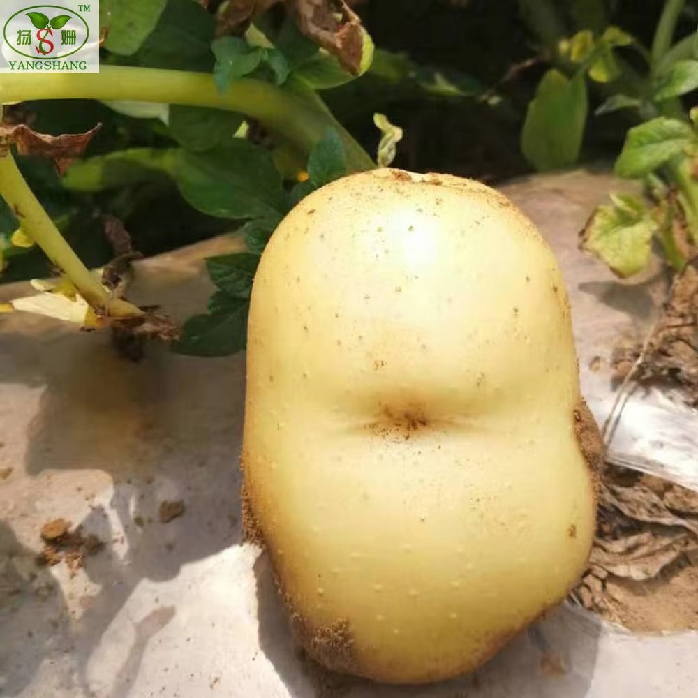 بذور البطاطس الهولندية (بذور البطاطس سيسن)