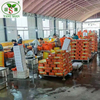 تصدير الجزر الطازج الاحترافي عبارة عن عبوات كرتونية لذيذة ورخيصة